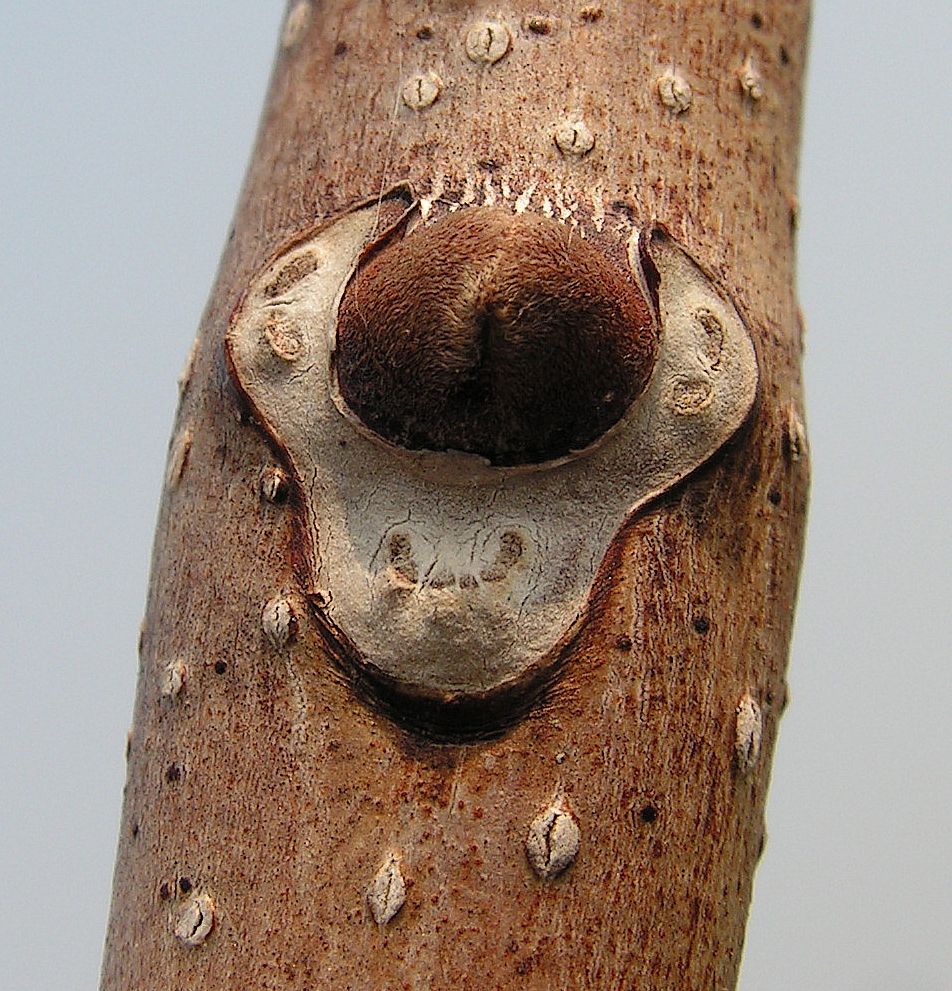 Image of Phellodendron amurense specimen.