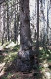 Picea obovata. Нижняя часть больного ствола. Архангельская обл., Холмогорский р-н, окр. пос. Мал. Товра, лес. 19.05.2013.