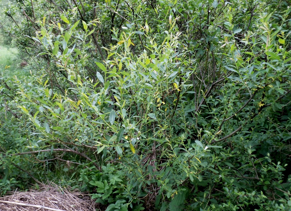 Image of Salix × alopecuroides specimen.