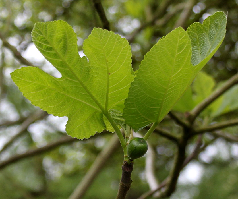 Изображение особи Ficus carica.