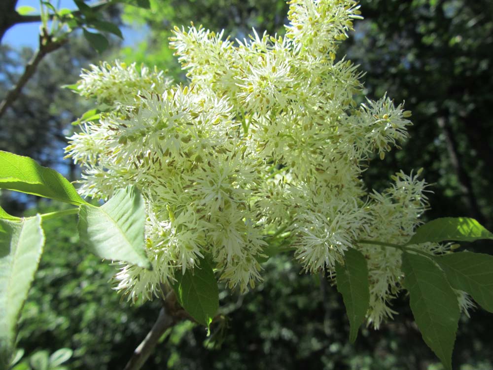 Image of Fraxinus ornus specimen.