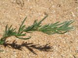 Bassia laniflora