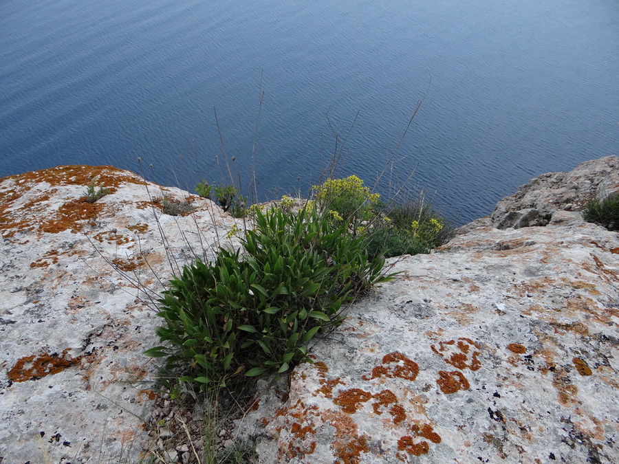 Image of Cephalaria coriacea specimen.