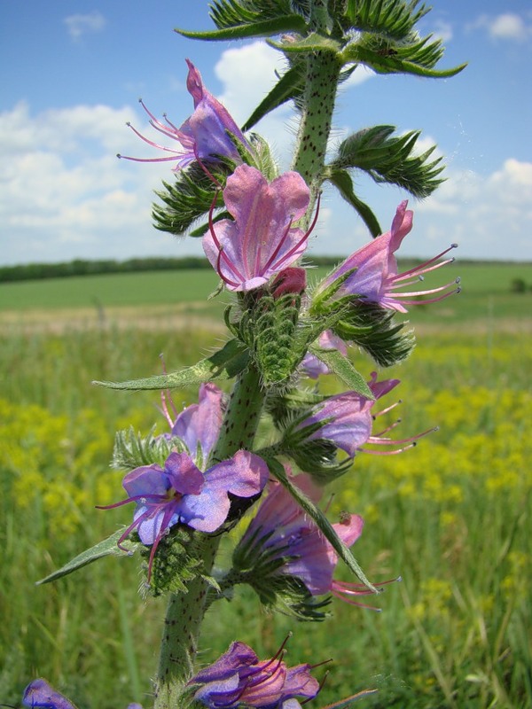 Изображение особи Echium vulgare.