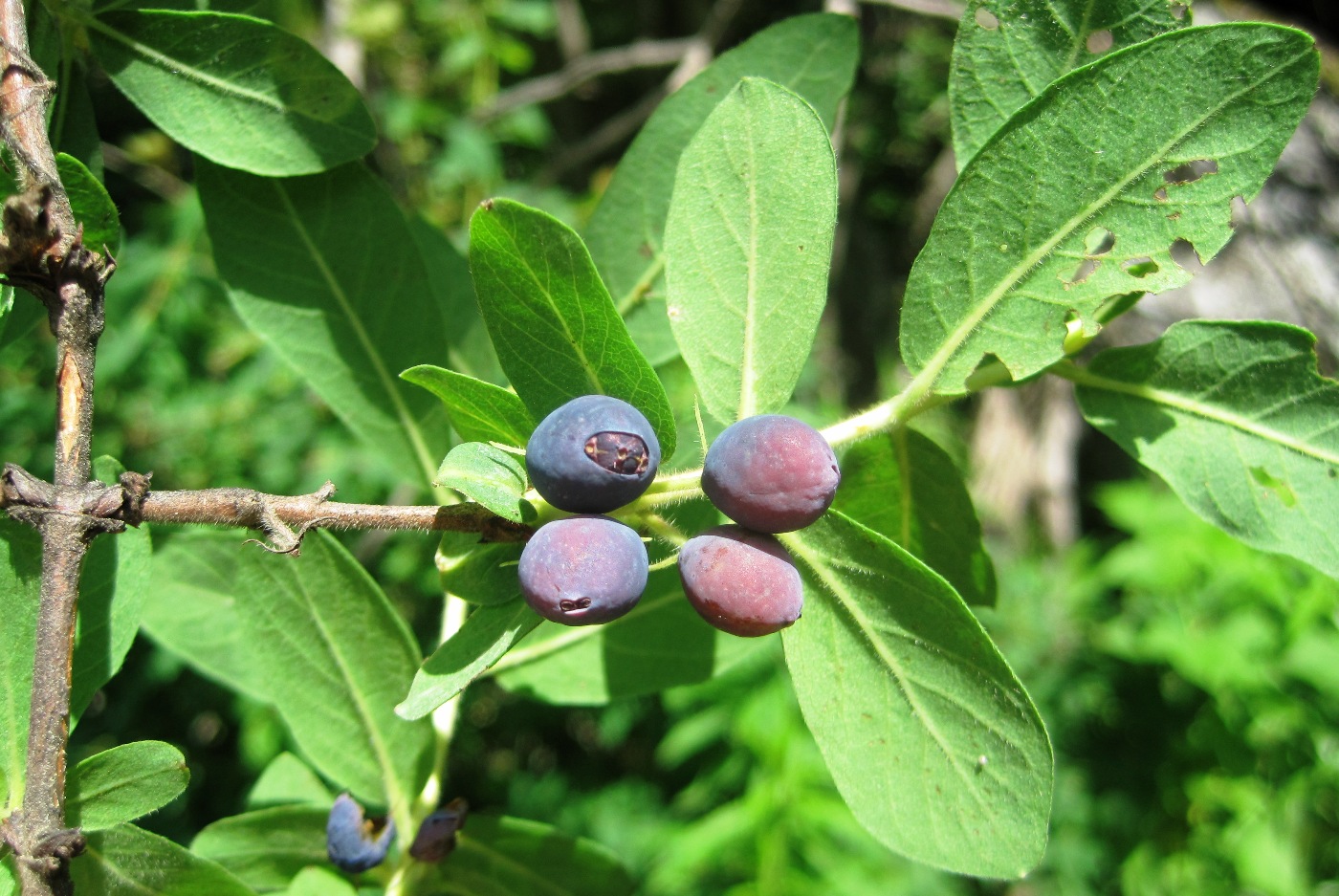 Изображение особи Lonicera buschiorum.