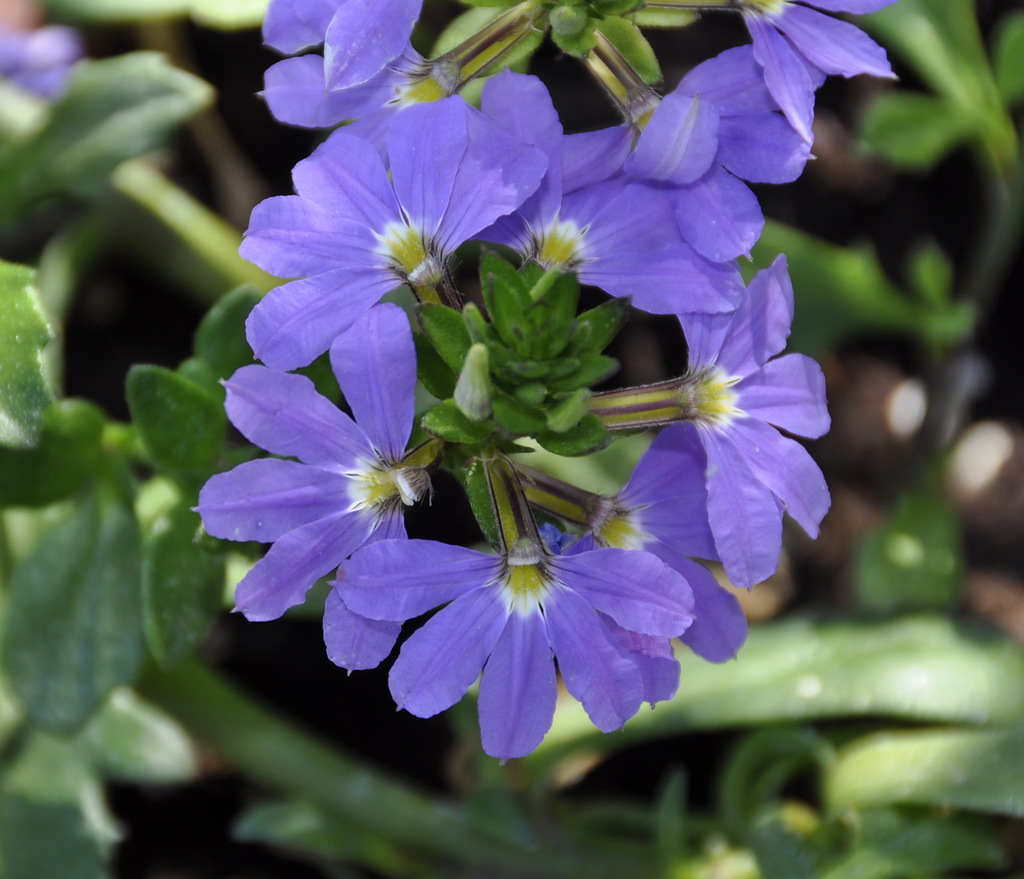 Image of Scaevola aemula specimen.