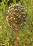 Allium guttatum. Соплодие. Украина, г. Запорожье, балка между Космическим мкрн. и Опытной станцией. 13.07.2013.