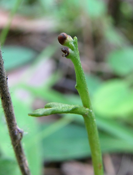 Image of Botrychium matricariifolium specimen.