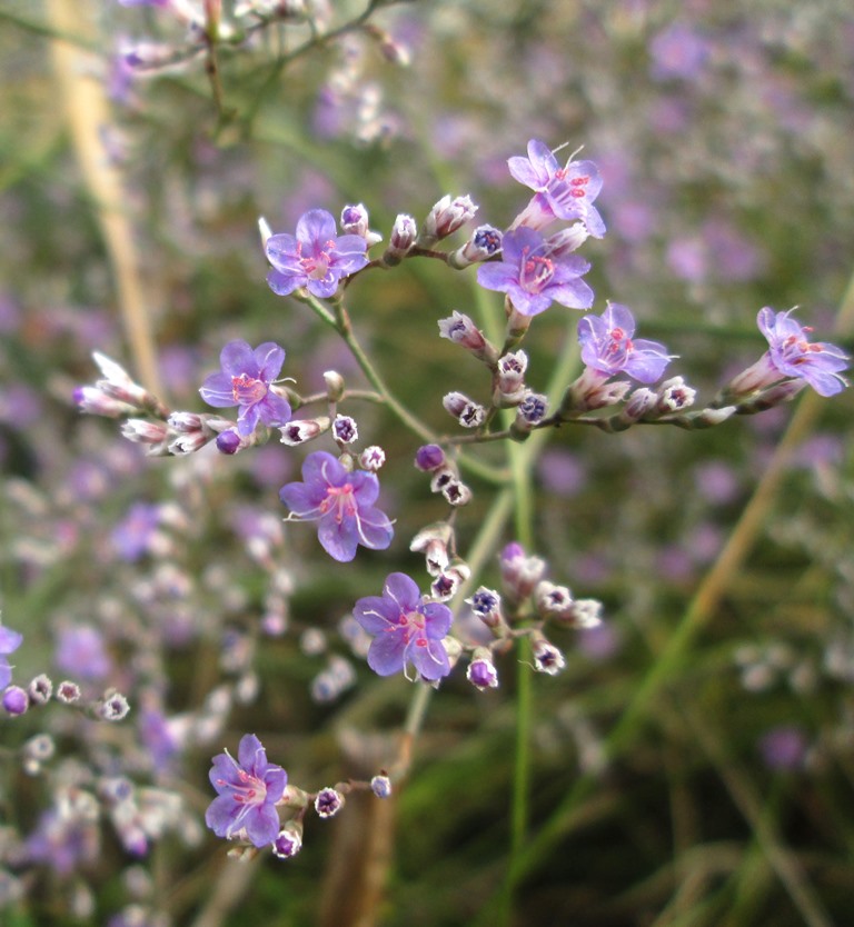 Image of Limonium coriarium specimen.