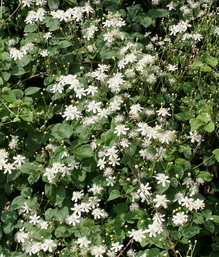 Изображение особи Clematis potaninii.