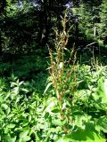 Rumex obtusifolius