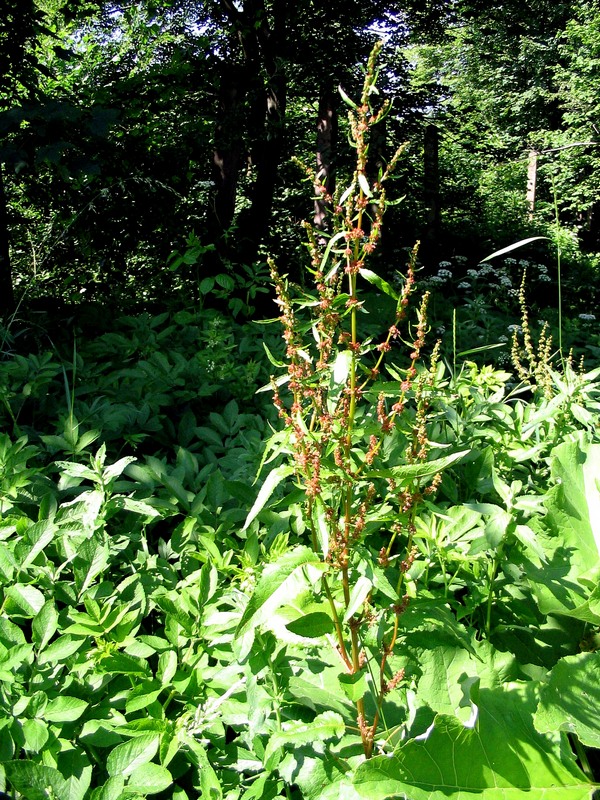 Image of Rumex obtusifolius specimen.