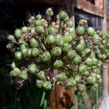 Allium aflatunense