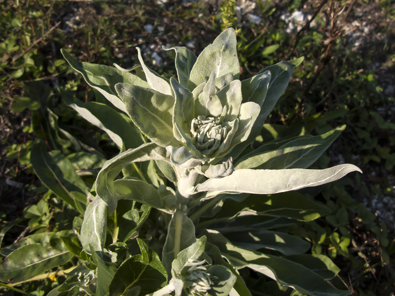 Изображение особи Verbascum gnaphalodes.