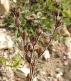 Linum lanuginosum. Сухое соплодие. Черноморское побережье Кавказа, щель Прасковеевская, обочина дороги по склону хребта над селом Прасковеевка. 21.09.2013.