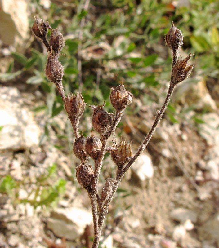 Image of Linum lanuginosum specimen.