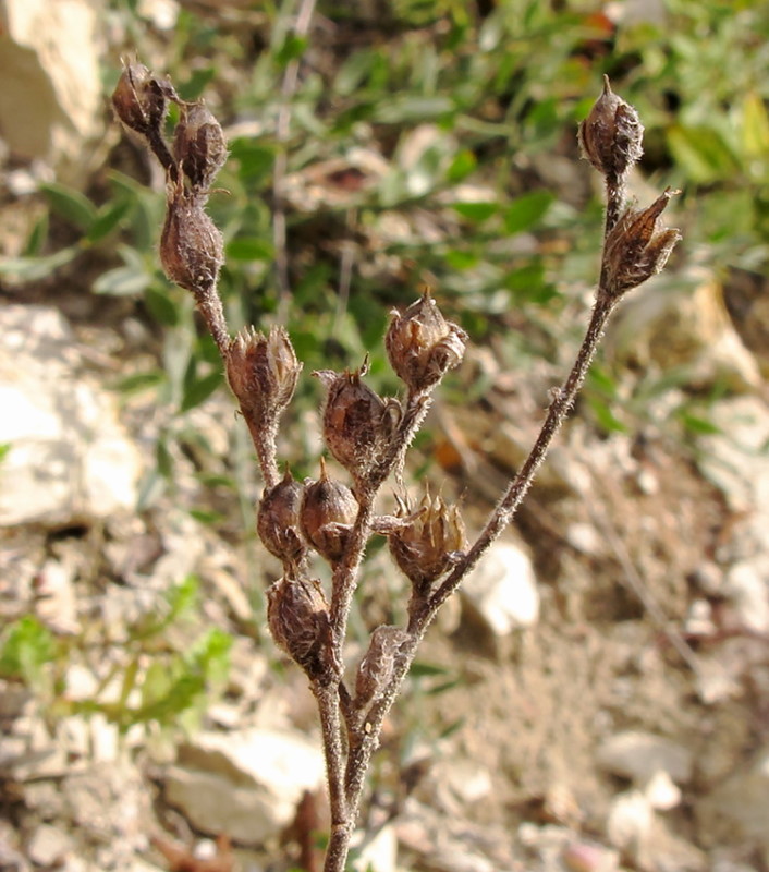 Изображение особи Linum lanuginosum.