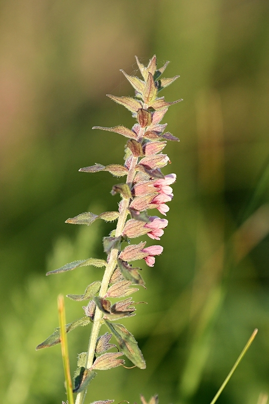 Изображение особи Odontites vulgaris.