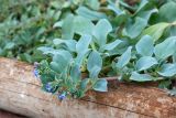 Mertensia maritima. Верхушки побегов с соцветиями. Кольский п-ов, Терский берег Белого моря, недалеко от устья Лодочного ручья. 09.08.2013.