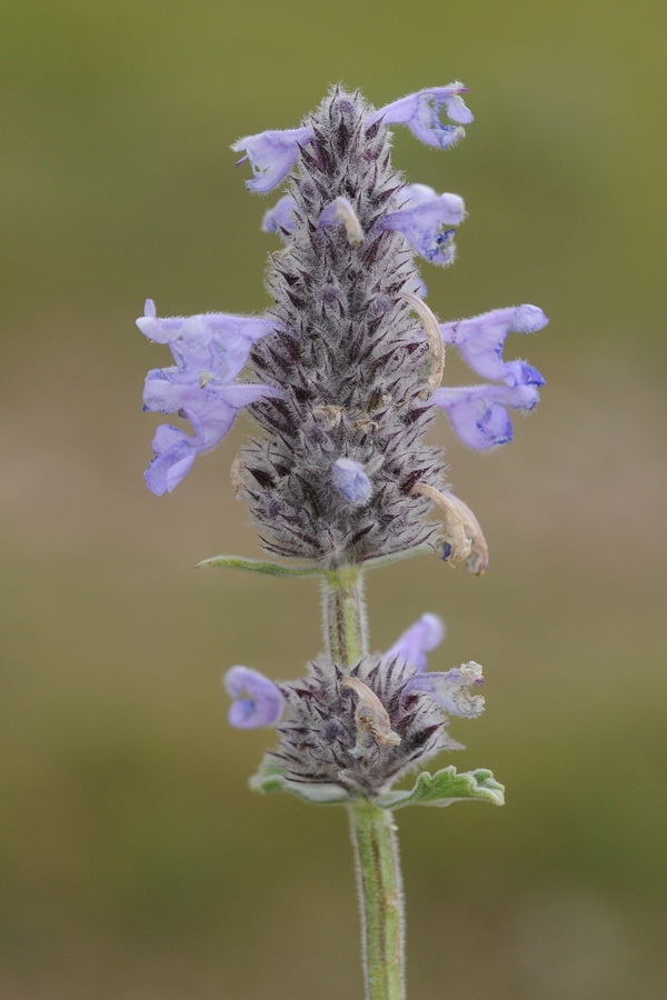 Изображение особи Nepeta transiliensis.