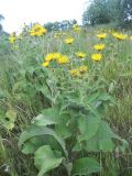 Inula helenium