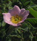 genus Rosa. Цветок. Ростовская область, Тарасовский район. 17.05.2013.