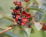 Lonicera involucrata