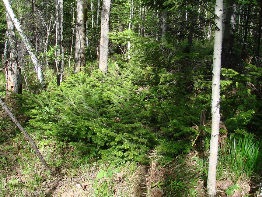 Image of Abies sibirica specimen.