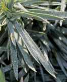 Dianthus gratianopolitanus