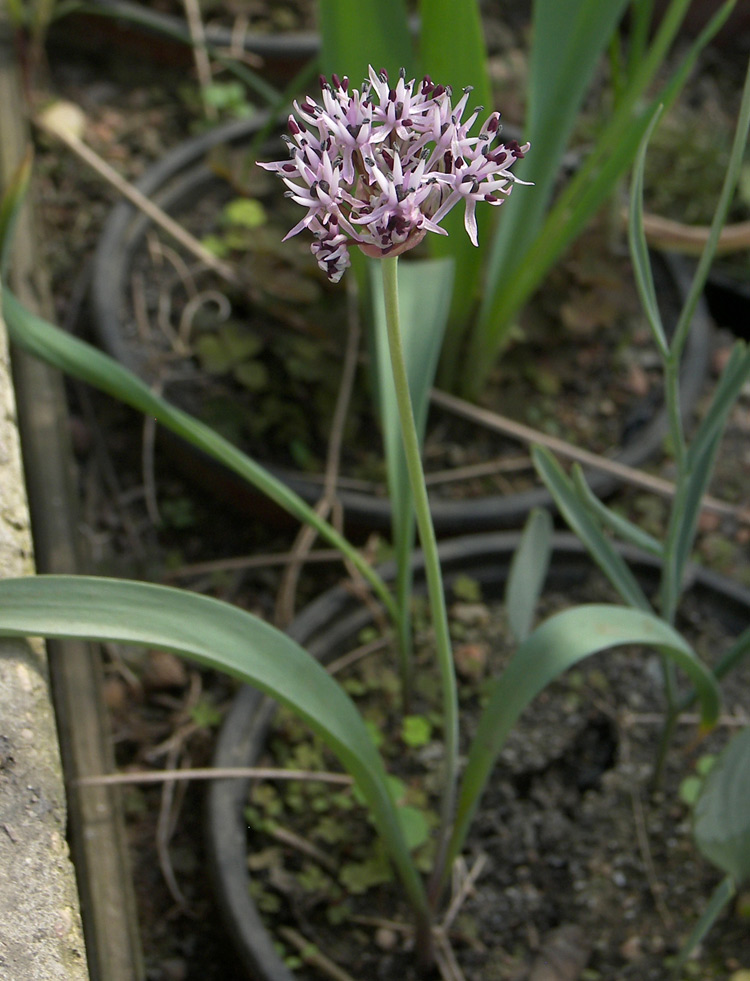 Image of Allium kandemirii specimen.