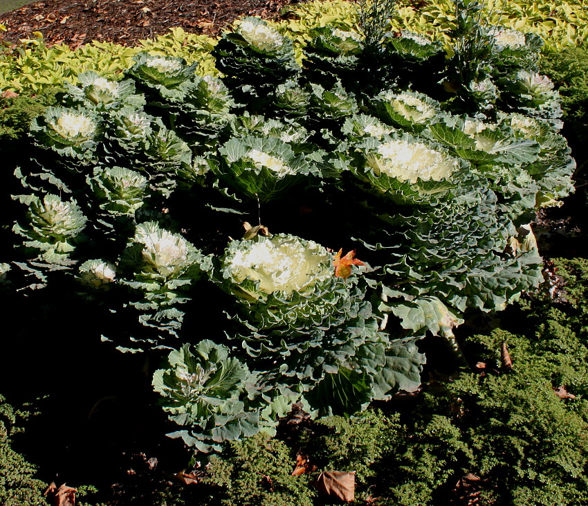 Изображение особи Brassica oleracea var. viridis.