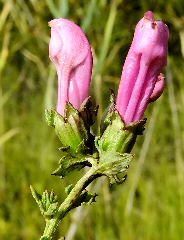 Изображение особи Pedicularis grandiflora.