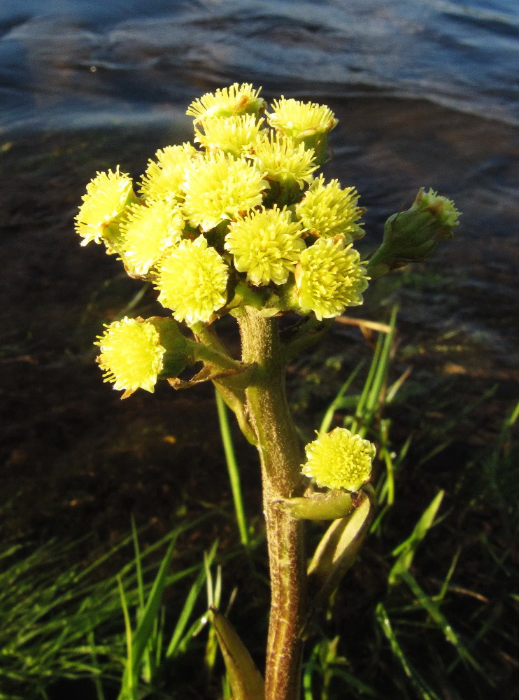 Image of Petasites radiatus specimen.