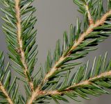 Picea orientalis. Средняя часть ветки (видны нижние стороны хвоинок). Германия, г. Essen, Grugapark. 10.12.2013.