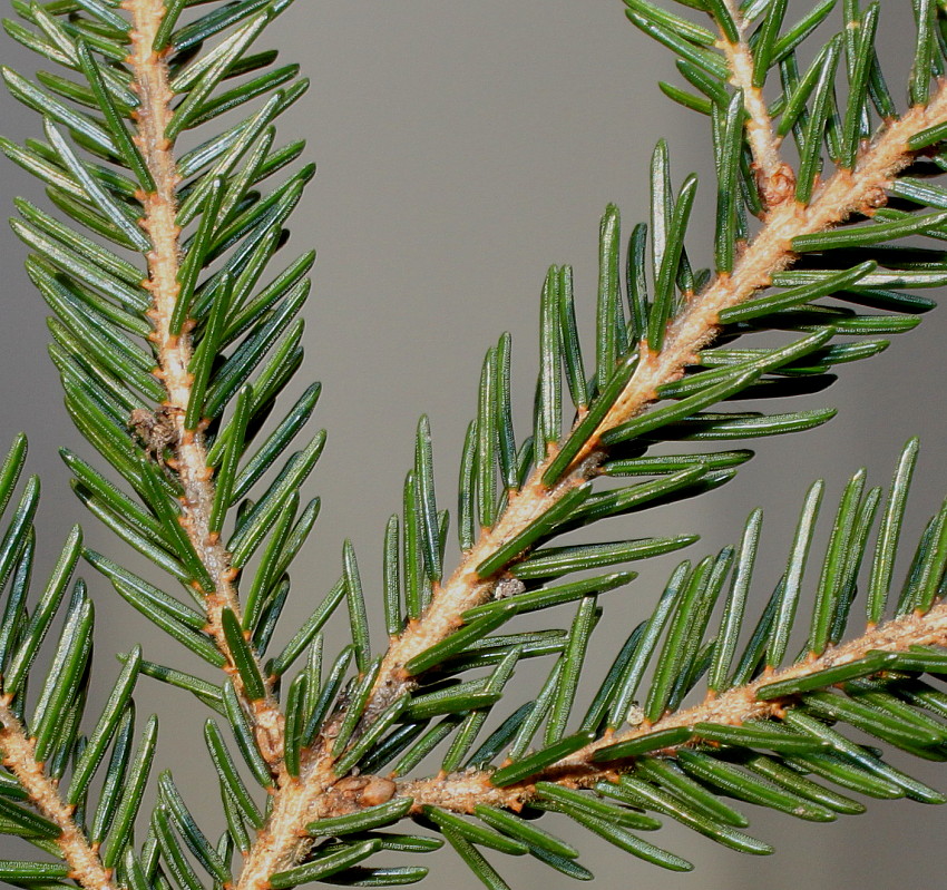 Image of Picea orientalis specimen.