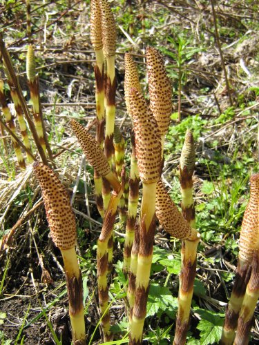 Изображение особи Equisetum telmateia.