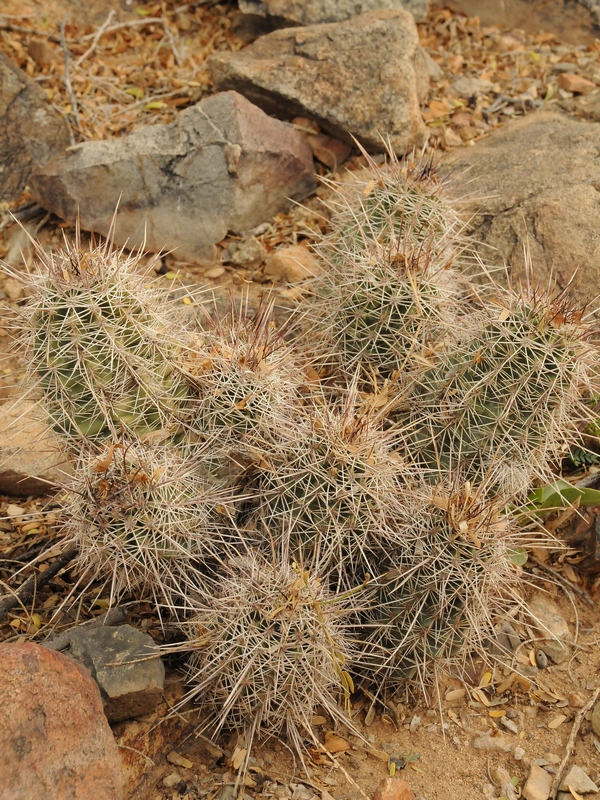 Изображение особи Echinocereus fasciculatus.