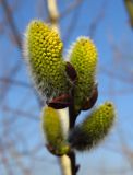 Salix caprea