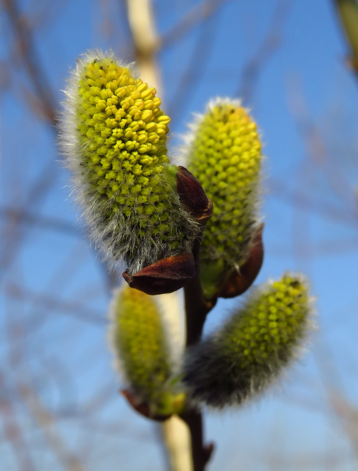 Изображение особи Salix caprea.