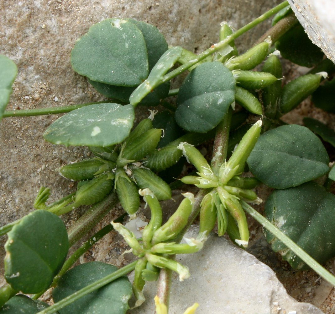 Image of Trigonella stellata specimen.