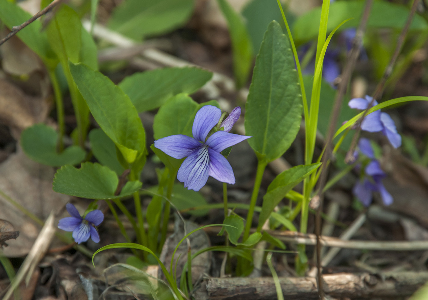 Image of Viola mandshurica specimen.