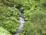 Petasites ochroleucus