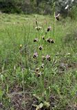Ophrys oestrifera. Цветущее растение. Греция, п-ов Пелопоннес, окр. г. Катаколо. 21.04.2014.