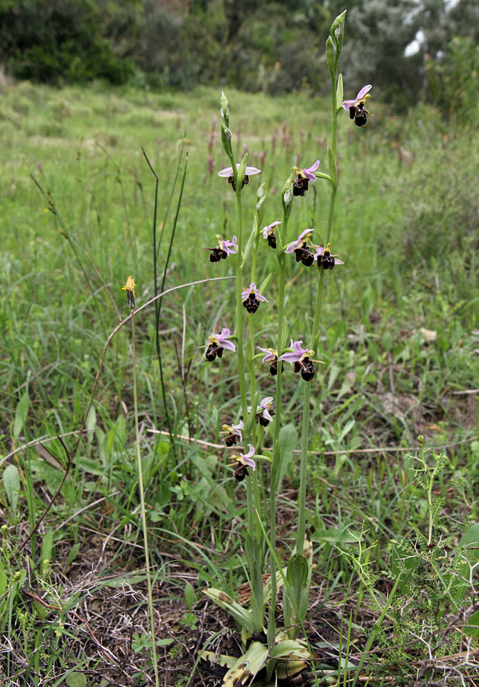 Изображение особи Ophrys oestrifera.