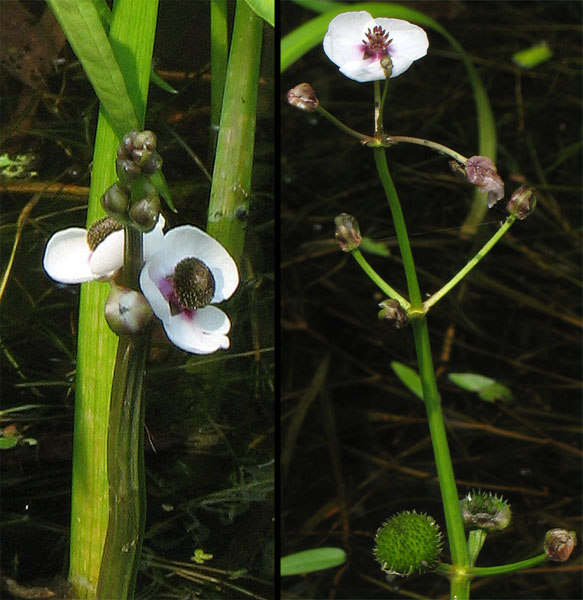 Image of Sagittaria sagittifolia specimen.