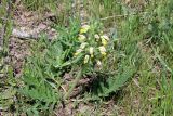 Phlomoides labiosa