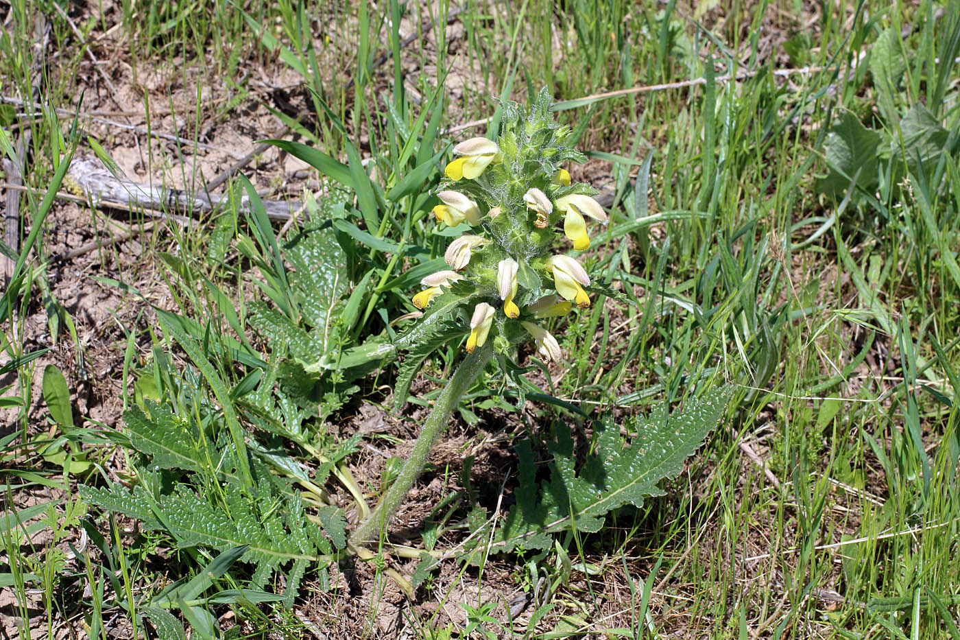 Изображение особи Phlomoides labiosa.