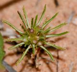 Ifloga spicata ssp. albescens