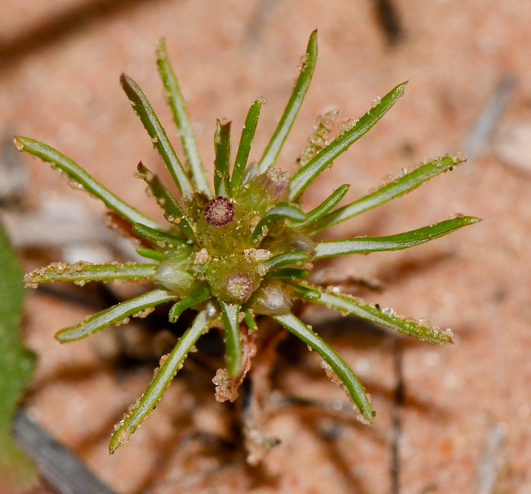 Image of Ifloga spicata ssp. albescens specimen.