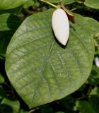 Magnolia sieboldii. Бутон и лист. Германия, г. Дюссельдорф, Ботанический сад университета. 02.06.2014.